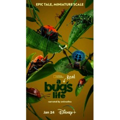 [英] 蟲蟲危機 / 蟲蟲歷險記 A Real Bug's Life (2024)